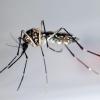 Die Mücke Stegomyia aegypti überträgt Dengue-Fieber. Mexiko hat als erstes Land einen vom Pharmakonzern Sanofi Pasteur stammenden Impfstoff gegen die Krankheit zugelassen.