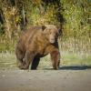 Janosch Hagen und Jan Krüger sind auf ihrer Abenteuerreise durch Alaska und Kanada vielen Bären begegnet, wie diesem Grizzlybär.