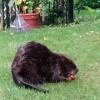 Ein junger Biber hatte sich im Garten von Christa und Wolfgang Hübner einquartiert.