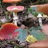 Der Fund ist bunt: Mit dem Herbst beginnt die Pilzsaison. In den Wäldern rund um Roggenburg hoffen Hobbywissenschaftler aus ganz Bayern auf seltene Exemplare. 