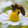 Eine Biene sammelt auf einer Kamillenblüte Pollen, den sie an ihren Hinterbeinen befestigt, um ihn zum Bienenstock bringen zu können. dpa