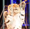 Bayerische Staatsregierung will ein Verbot für bestimmte Tiere in Zirkussen. 