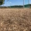 Völlig vertrocknet ist das Gras in vielen Gärten und auf Sportplätzen im Donau-Ries-Kreis, wie hier auf dem Trainingsspielfeld des SV Wörnitzstein/Berg.