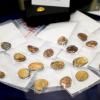 Münzklumpen werden während einer Pressekonferenz zu den Festnahmen im Fall des Manchinger Goldschatz-Diebstahls präsentiert.