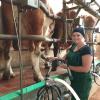 Theresa hilft beim Melken der Kühe. Mehrere Tiere stehen Reihe an Reihe an den Geräten. 