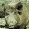Sau-gefährlich im wahrsten Sinne des Wortes sind derzeit Wildschweine im Zuständigkeitsbereich der PI Schrobenhausen.