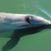 Ein Maui-Delfin schwimmt in den Gewässern vor Neuseeland.