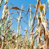 Die Landwirte brauchen Regen – ob der Bartholomäus-Tag aber etwas darüber verrät, ob dieser Wunsch in erfüllung geht, ist fraglich.