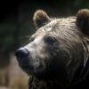 In der Nähe des Yellowstone-Nationalparks wurde eine Frau von einem Grizzlybär getötet. Ein Ministerium hat eine Warnung ausgesprochen.