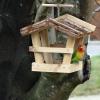 Ein Pfirsichköpfchen lässt sich regelmäßig in Buchdorfer Gärten blicken. Der Papagei ist aus einer Voliere ausgerissen.