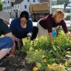 Fleißige Mitglieder des Gartenbauvereins Wehringen haben schon die Beete vor dem Rathaus neu gestaltet. Dort sollen zum Dorffest Kräuter duften. Foto: Anja Fischer