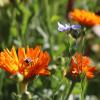 Im Zuge des Volksbegehrens „Rettet die Bienen“ sind Landwirte jetzt aktiv geworden.  