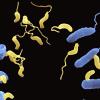 Eine Illustration zeigt den Lebenszyklus des räuberisches Bakteriums Bdellovibrio bacteriovorus (gelb), das sich zur Reproduktion an Bakterien (blau) festsetzt.