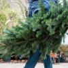 Nach dem Weihnachtsfest muss der Christbaum entsorgt werden. Nur wo?