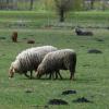 Dass Schafe von der Weide gestohlen werden kommt im Augsburger Land mitunter vor.