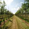 Die Baumschulen Haage produzieren auf ihren heimischen Feldern um die 8000 Bäume, 600.000 Sträucher, 250.000 Heckenpflanzen und rund eine Million Forstpflanzen pro Jahr.