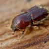Kleiner Käfer, der großen Schaden anrichten kann: der Borkenkäfer. Um ihn ging es jetzt bei einer Exkursion ins Westerholz. 	