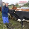Die Pinzgauer Rinder von Martin Augustin weiden jetzt in Lechhausen. Die Rasse ist vom Aussterben bedroht. 