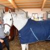 Die elfjährige Schimmelstute Omerta Incipit ist das beste Pferd im Stall von Maximilian Weishaupt. Bei den Reitertagen in Horgau wird der Jettinger mit etlichen Nachwuchspferden an den Start gehen.  