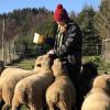 Sabine Schmidbergers Shropshire-Schafe fressen auf der Christbaumkultur das Unkraut und düngen den Boden.  	