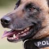 Polizeihund "Cabil" verletzt sechs Kinder schwer: Er sollte zum Polizeischutzhund ausgebildet werden - ausgerechnet dieser Hund hat sechs spielende Kinder im bayerischen Polsdorf angegriffen und verletzt (Symbolbild).