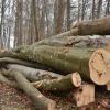 Aus dem Wald zwischen Schweinspoint und Gansheim haben Unbekannte eine größere Menge Holz gestohlen.