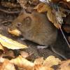 Eine Rötelmaus knabbert an einer Eichel. Mäuse sind der Grund dafür, dass in Deutschland die Infektionen mit Hantaviren in die Höhe geschnellt sind. 