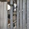 Tierschutz: Immer wieder gab es Ärger auf einem Bauernhof im Landkreis Augsburg. 	