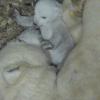 Das Eisbären-Baby kam am 21. November vergangenen Jahres im Tierpark Hellabrunn zur Welt.