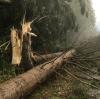 Mehrere Menschen sind bei einem Unwetter auf einem Campingplatz in Freest von entwurzelten Bäumen verletzt worden. Der Sturm hat nur wenige Minuten gedauert.