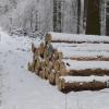 Ein bewirtschafteter Wald, das Bild entstand auf der Straße von Dornstadt nach Auhausen, hat eine größere Artenvielfalt und nutzt dem Artenerhalt.  	