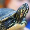 Diese Nordamerikanische Buchstaben-Schmuckschildkröte wurde am Samstag bei der Polizei abgegeben und in den Reptilienzoo gebracht. 	