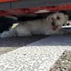 Unter ein Auto verkrochen hatte sich ein Hund in Untermeitingen. Beim Versuch, ihn aus seinem Unterschlupf zu holen, wurden drei Menschen leicht verletzt.