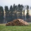 Die Art der Bewirtschaftung des rund 250 Hektar großen Osterberger Gemeindewalds ist im Gemeinderat nach wie vor stark umstritten.