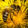 Mit Bienen fing es an, mit einem umfangreichen Gesetzespaket soll es enden: das bayerische Volksbegehren zum Artenschutz.