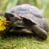 Ein Bahnmitarbeiter hat am Wochenende eine Landschildkröte auf den Gleisen am Nersinger Bahnhof entdeckt.