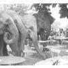 Im Biergarten vom Hertlein kehrten die Elefanten vom „Circus Krone“ bei ihrem Streifzug durch Neuburg kurz ein.  	 	