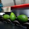 Avocados durchlaufen bei der Firma Greenyard Fresh Company GmbH die Kontrolle. Sie verfügen über eine aufgespritzte, essbare Schutzschicht, die die Früchte länger frisch halten soll.