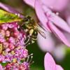 Bienen brauchen offene Blüten, um an den wertvollen Nektar zu kommen.