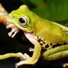 Forscher entdecken fliegenden Frosch auf Borneo