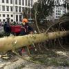 Eigentlich wird der Augsburger Christbaum immer erst nach Weihachten zerlegt, wie das Archivbild zeigt. Heuer ist es anders - wegen einer Panne. Bild: Archiv.