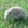 Ein weißer Igel in Minderoffingen gibt Rätsel auf. Handelt es sich bei dem Tier wirklich um einen Albino? 