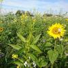 Mehrere Landwirte haben nach dem erfolgreichen Volksbegehren Patenschaften für Blühwiesen angeboten.