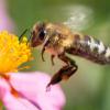 Bienen, Schmetterlinge und andere Insekten verschwinden immer mehr von der Bildfläche der Natur. 