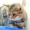 Kater Charly sucht ein neues Zuhause. Möglichst mit Freigang. Foto: Plössel