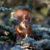 Wann haben Sie zuletzt ein Eichhörnchen gesehen? Der Bund Naturschutz geht mit seinem Zähl-Projekt in die nächste Runde. 