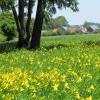 Für die Gemeinde Rehling ist es eine Aufgabe, das Taglilienfeld zu erhalten und zu schützen. 

