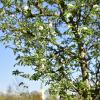 Blühende Apfelbäume im September. Dieses Naturschauspiel lässt sich gerade an verschiedenen Orten im Landkreis beobachten.