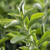 Aus einem Extrakt der Stevia-Pflanze entstehen Steviolglycoside, die ungefähr 400 Mal so süß sind wie Zucker.