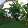 Eine Bananenplantage in Waldstetten: Wie in der Karibik sieht es im Sommer bei Willi Demel im Garten aus. Bis zu neun Meter hoch werden die Pflanzen. 	